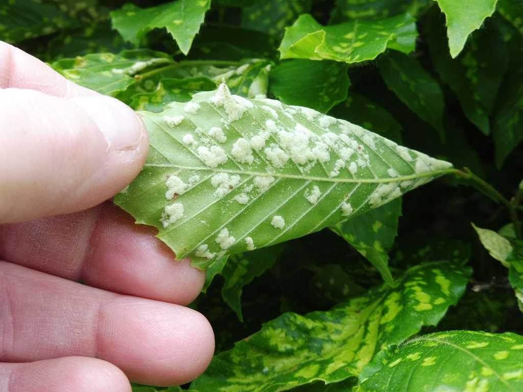 Gallforming eriophyid mites